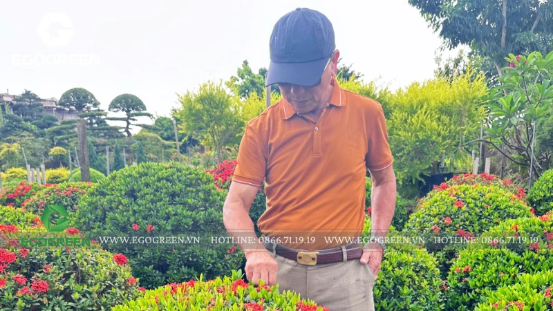 Cây cảnh phong thủy mang tài lộc cho cuối năm 2025